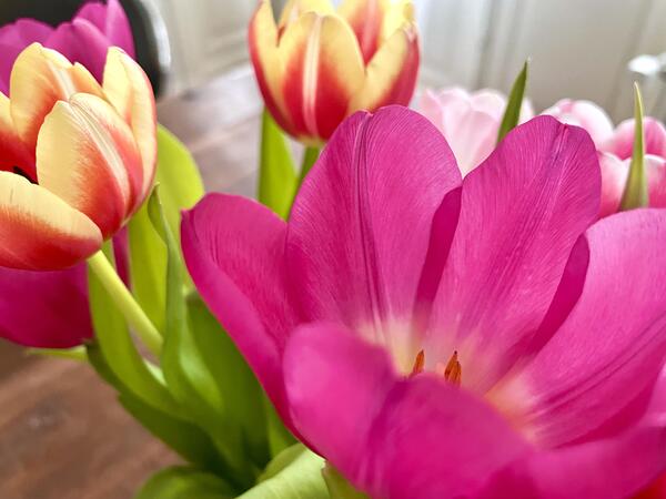 Bild vergrößern: Tulpen Frühling